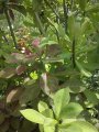 Synadenium - Arbuste succulent (Plante grasse)  Hauteur : 3/4 mètres
