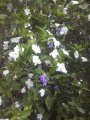 Francisea - Origine : Brésil. Port peu ramifié. Croissance lente  Hauteur : 1,50 à 2 mêtres. Fleurs de senteur